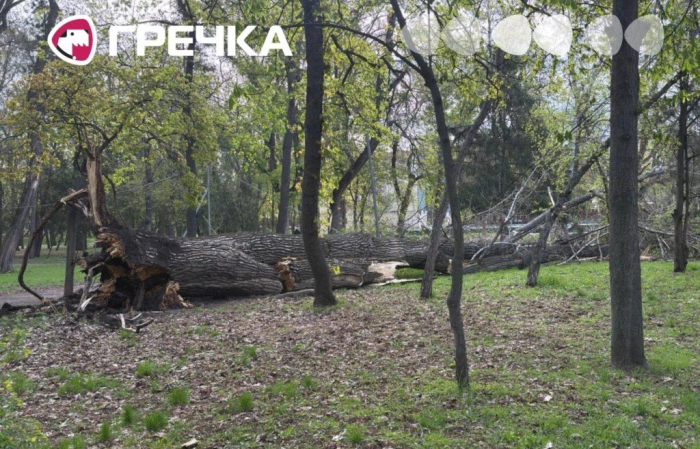 Внаслідок сильних поривів вітру на Кіровоградщині зафіксовано падіння дерев