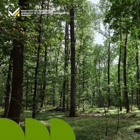 На Кіровоградщині створили національний парк «Чорний Ліс»